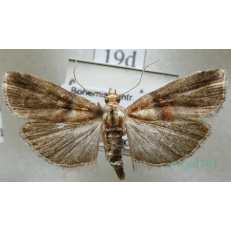 Acrobasis repandana (Fabricius, 1798) Czech19d